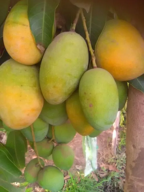 a bunch of sadabahar mangoes 500x667