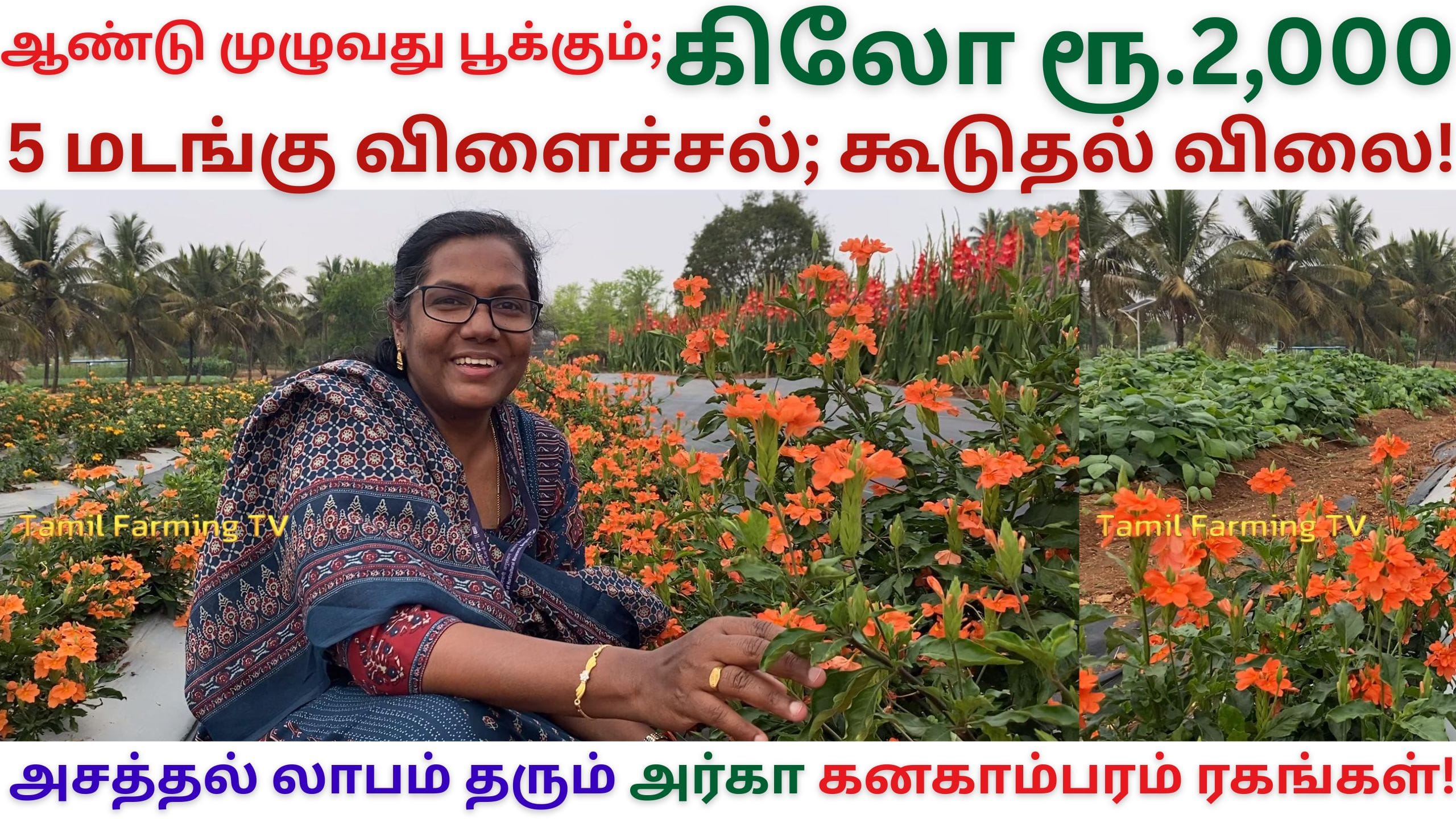 crossandra