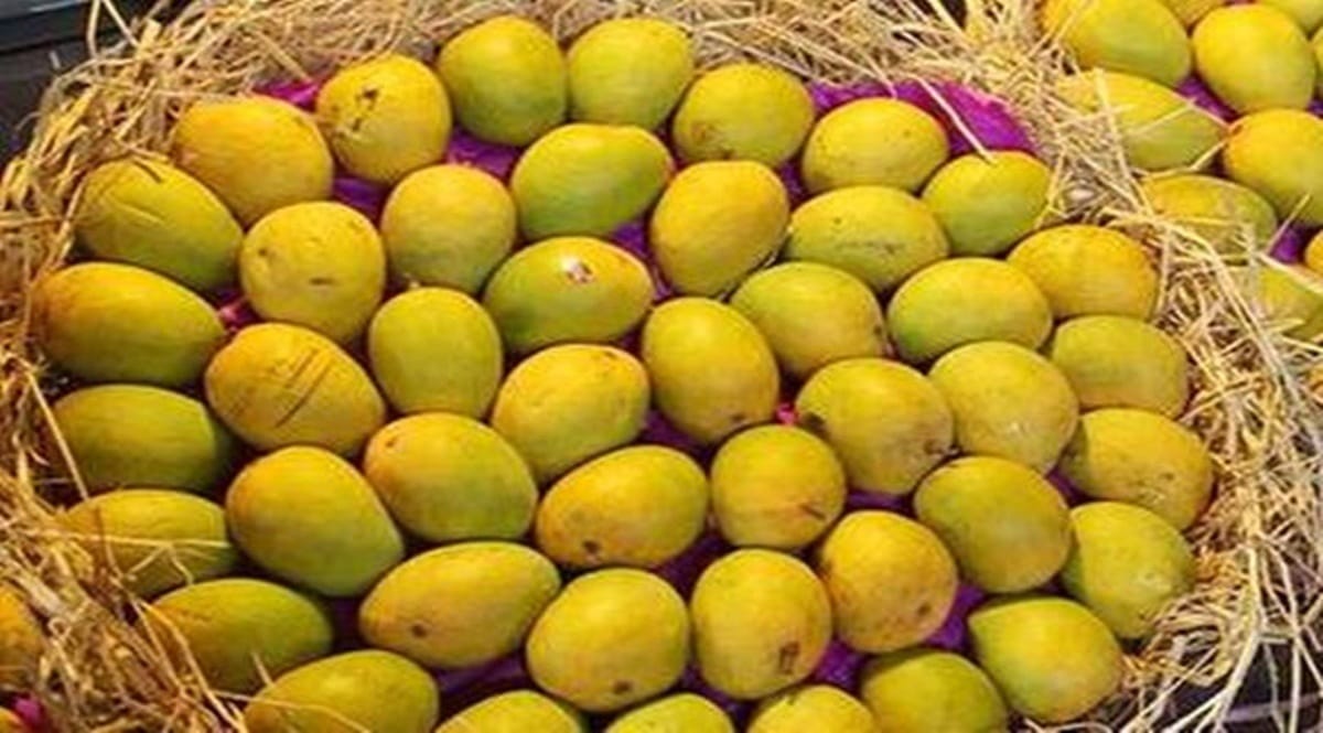 மாம்பழம் ஏற்றுமதி