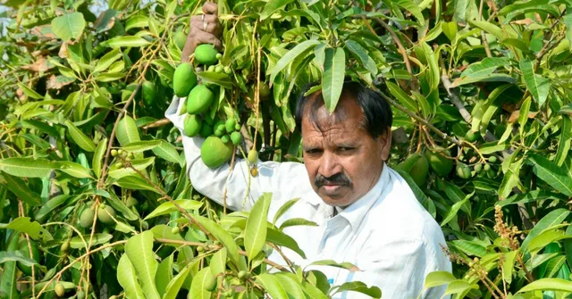 mango f