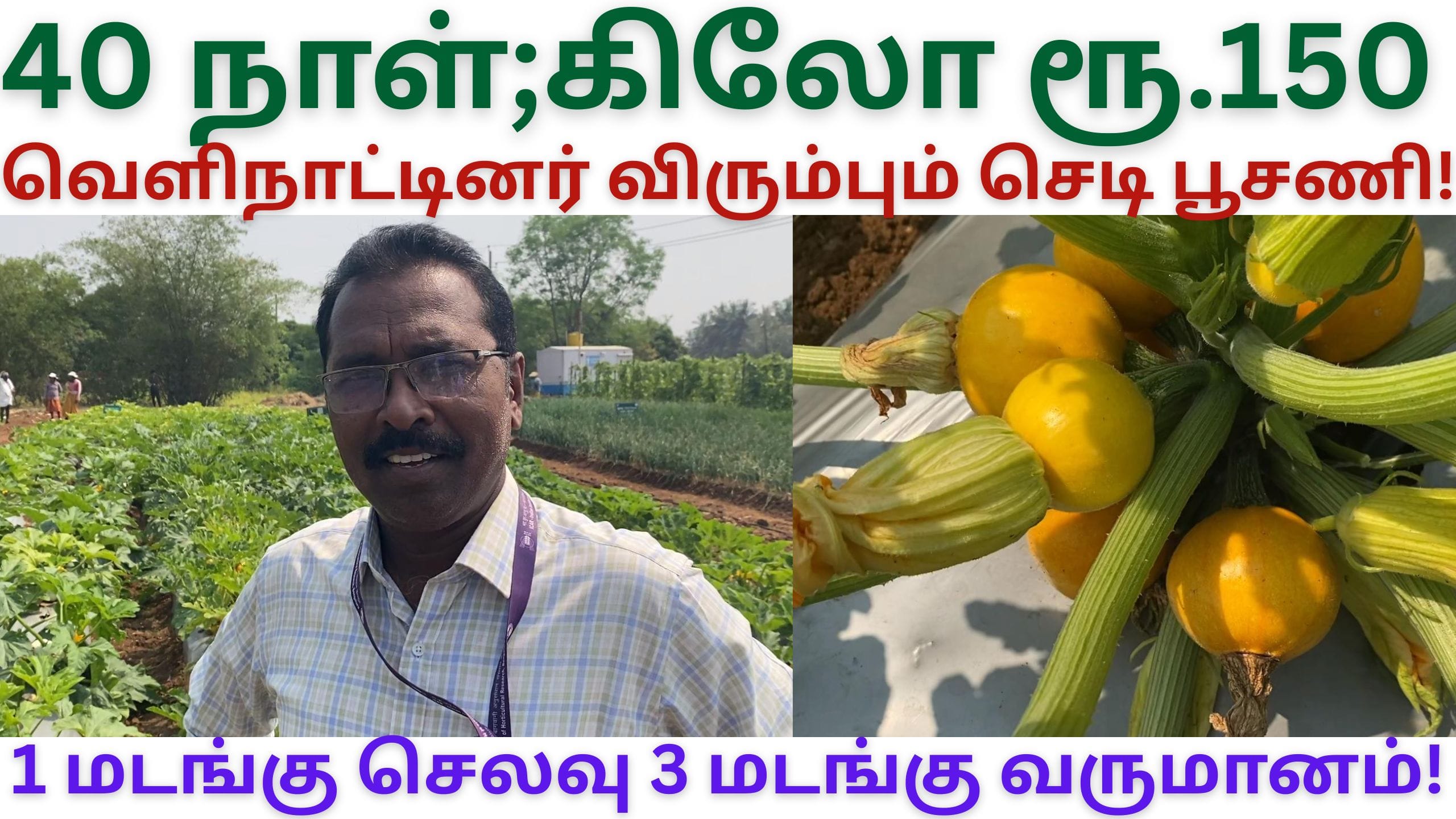 ஏற்றுமதிக்கு ஏற்ற செடி பூசணி