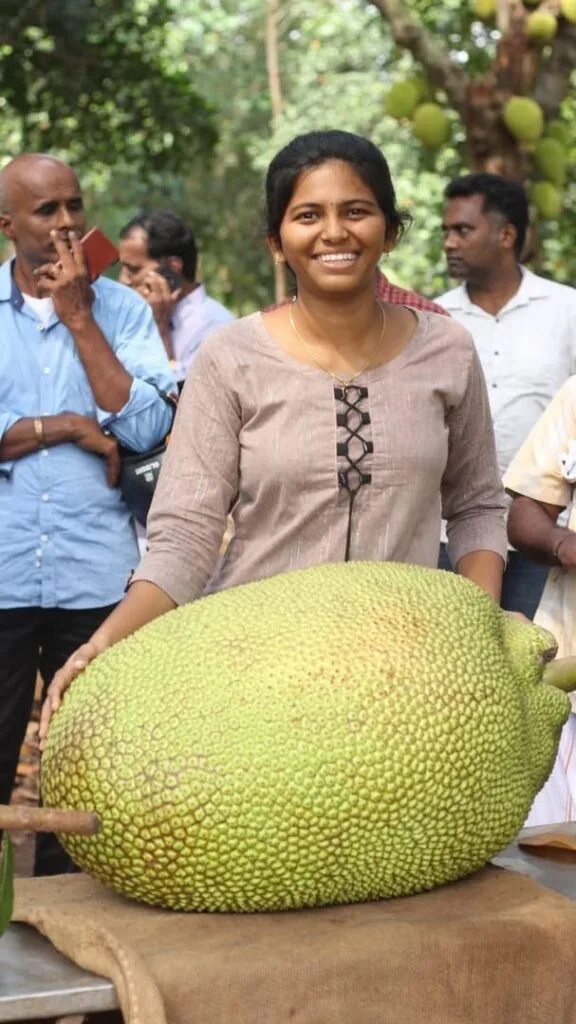 ஆயிரம் காய்ச்சி பண்ருட்டி பலா jackfruit