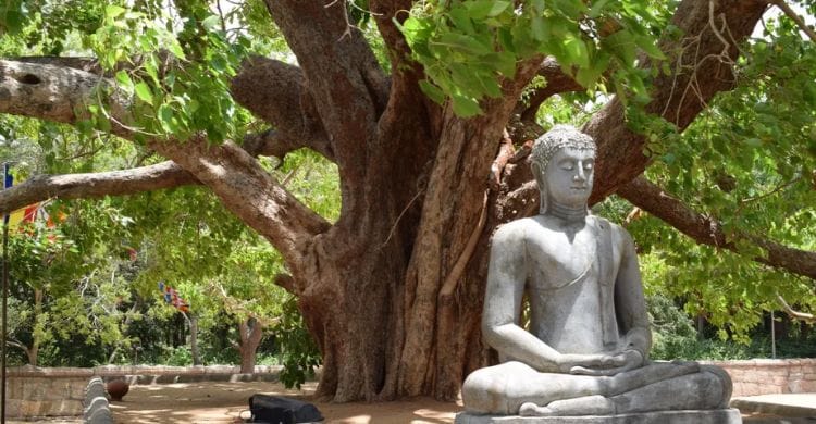 புத்தர் போதி மரத்தடியில் தியானம் — Buddhist Economics