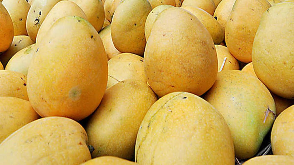 Banganapalli Mango Export