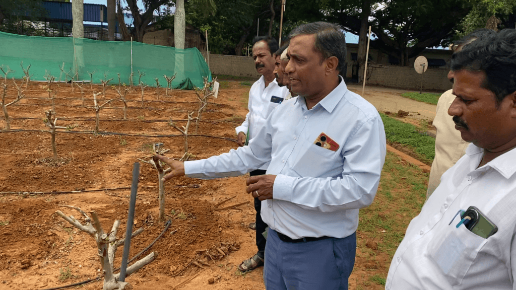 IIHR கொய்யாவில் கவாத்து மேலாண்மை