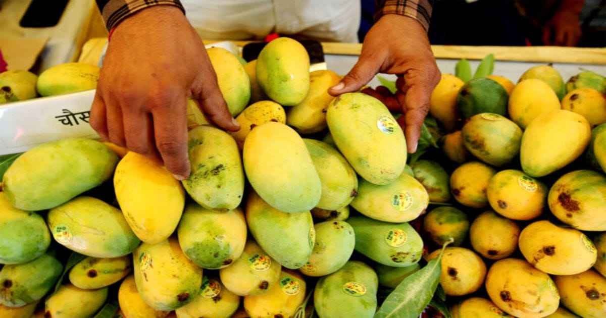 Govt-facilitates-shipment-of-Banganapalle-mangoes-to-Singapore-Farmers-earn-twice-of-domestic-price