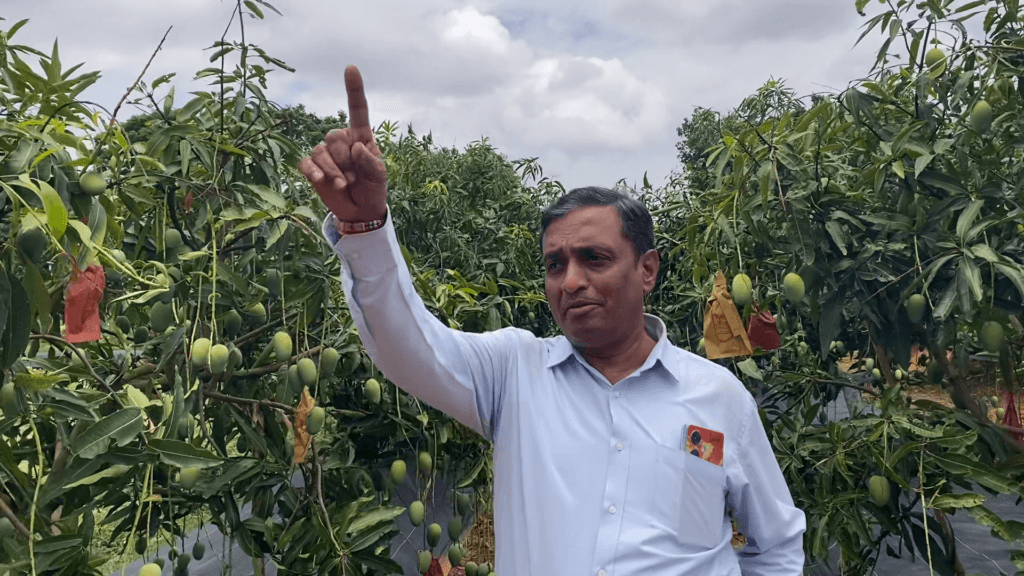 மா மரங்களில் கவாத்து மேலாண்மை