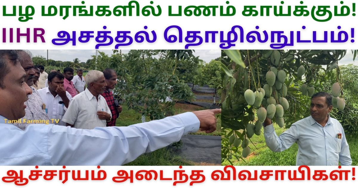 கவாத்து தொழில்நுட்பம்