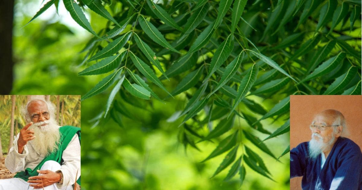 வேப்ப இலை நம்மாழ்வார் மற்றும் மசானபு ஃபுகுவோகா