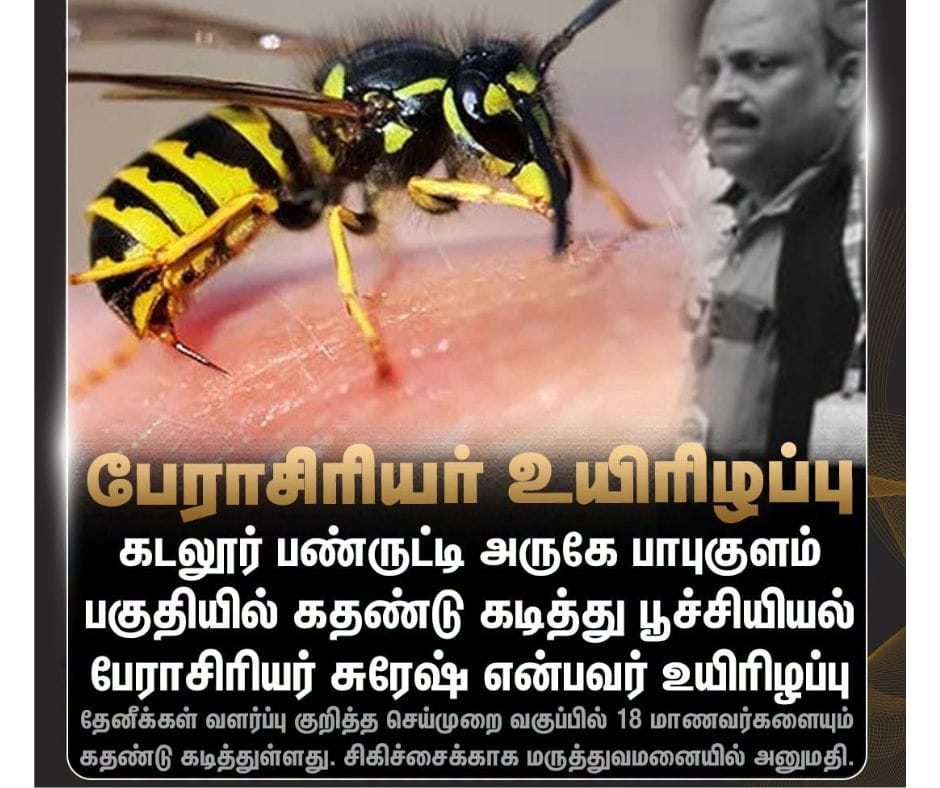 கடலூர் கதண்டு கடி செய்தி