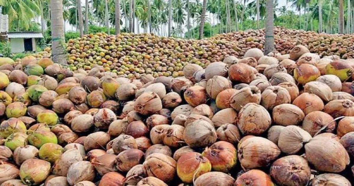 தேங்காய் விலை உயர்வால் நாற்றுப்பண்ணைகளில் தென்னங்கன்றுகளை வாங்கும் விவசாயிகள் – தமிழ்நாட்டில் தென்னை சாகுபடி மீண்டும் வேகம்