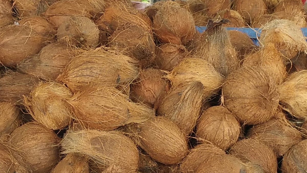 தேங்காய் விலை உயர்வு