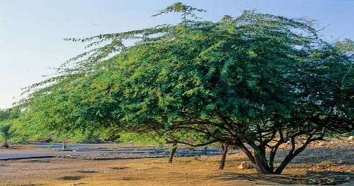 சீமைக்கருவேல மரம் அகற்றும் பணி - தமிழ்நாடு விவசாய நிலம்