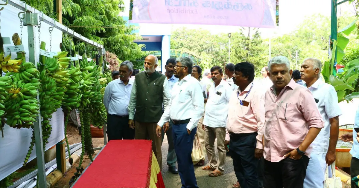 திருச்சியில் அறிமுகம் செய்யப்பட்ட காவிரி தங்கம் மற்றும் காவிரி நாடன் புதிய வாழை ரகங்கள்