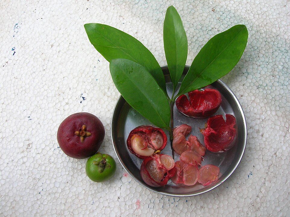 பிரெஞ்சுக்காரர்களுக்கு பணம் கொட்ட வைத்த பயிர்! 