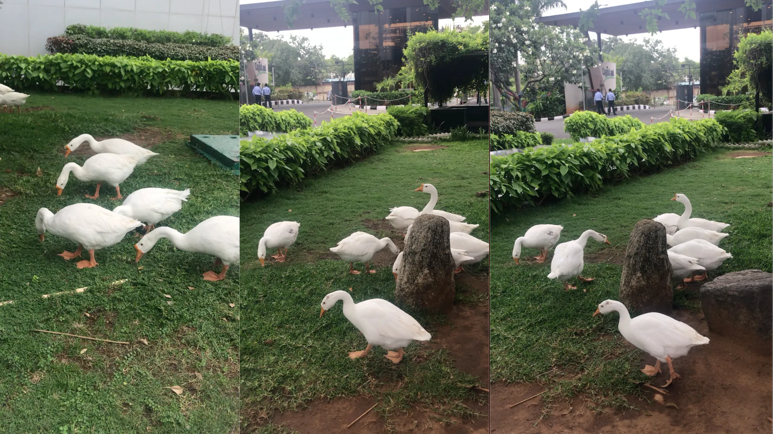 சென்னை கணிப்பொறி நிறுவனத்தில் களையெடுக்கும் வாத்துகள்