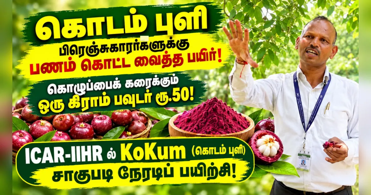 பிரெஞ்சுக்காரர்களுக்கு பணம் கொட்ட வைத்த பயிர்! ஒரு கிராம் கோக்கம் பவுடர் ரூ.50